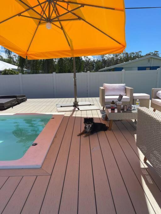 New Dog Paradise - Near The Beach Img & Downtown Bradenton Ngoại thất bức ảnh